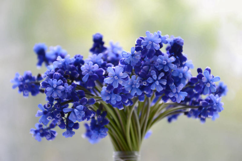 fleurs bleues en Beauce